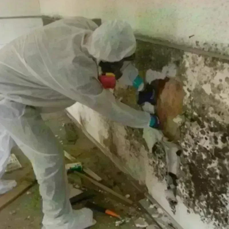 Mold Remediation and Removal in Murray, UT